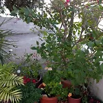 Three Bedroom With Fireplace And Piano Holiday home *
